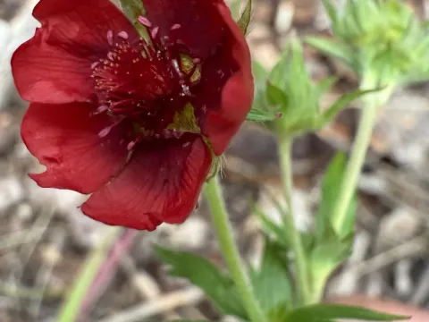 Thurber's cinquefoil