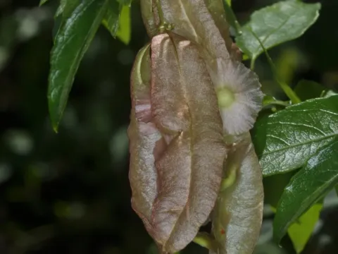 Anchietea