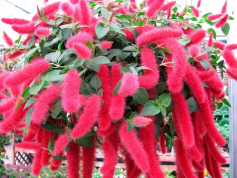 Acalypha