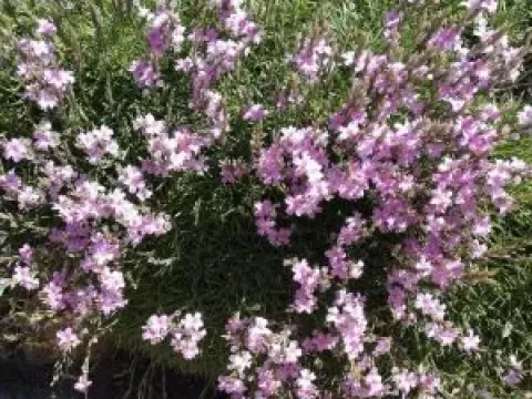 Acantholimon hybrids