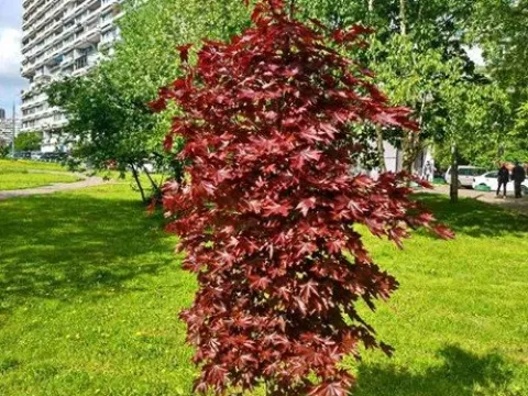 Maple hybrids