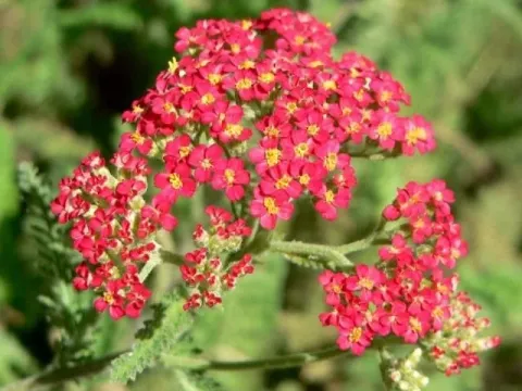 Yarrow hybrid