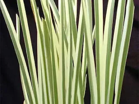 Acorus hybrids