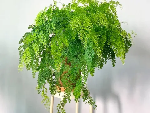 Adiantum hybrid