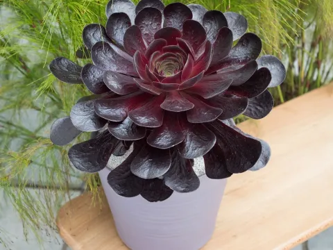 Aeonium hybrids