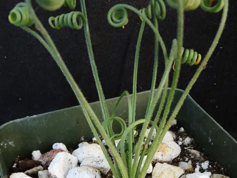 Albuca hybrids