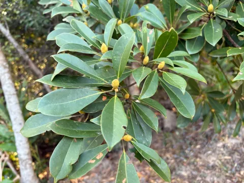 Machilus