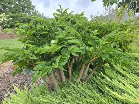 Amorphophallus