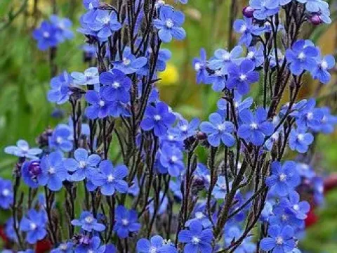 Anchusa hybrids