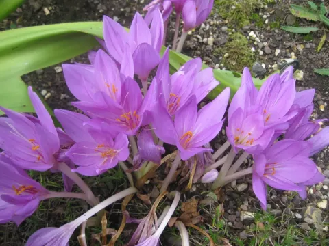 Colchicum hybrids