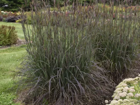 Andropogon
