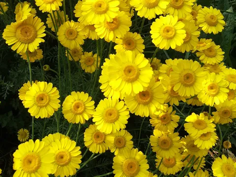 Anthemis hybrids