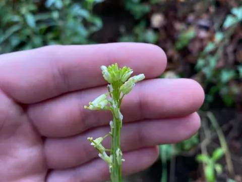 Tower mustard