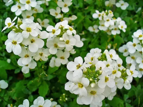 Arabis hybrids