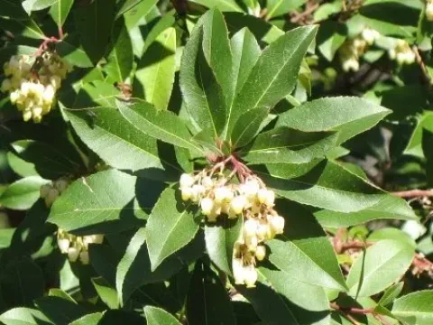 Strawberry tree hybrids