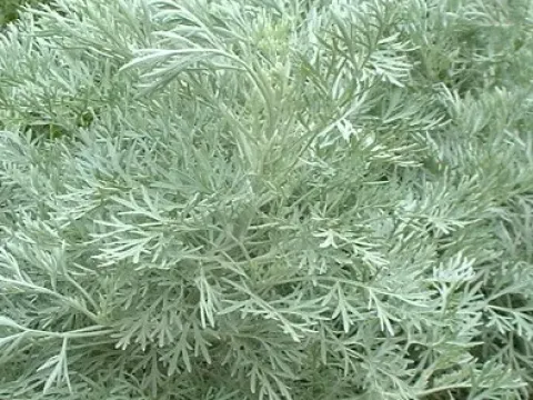 Hybrid mugwort