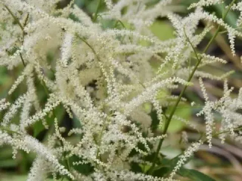 Aruncus hybrid