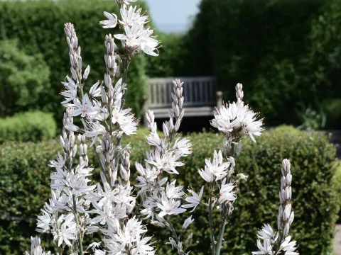 Asphodel