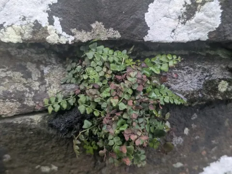 Asplenium hybrids