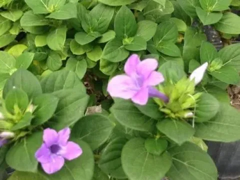 Barleria hybrids