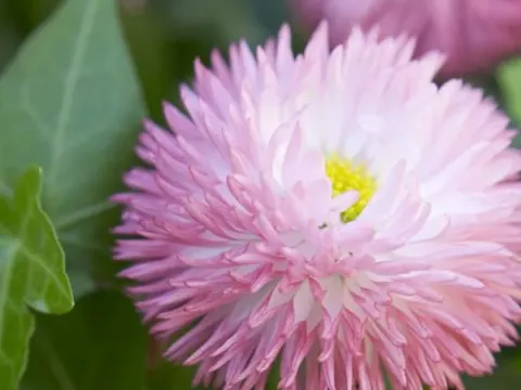 Bellis hybrids