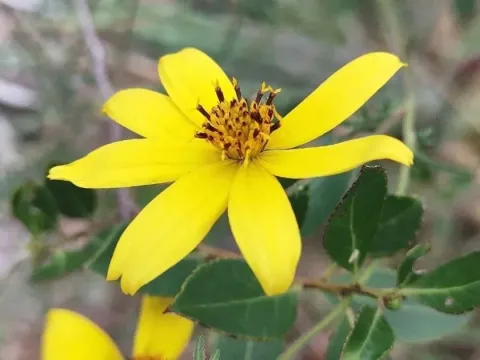 Bidens hybrids