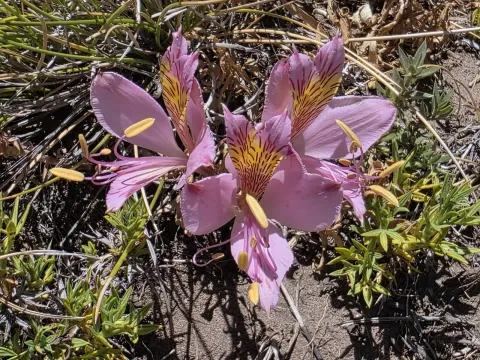 Alstroemeria