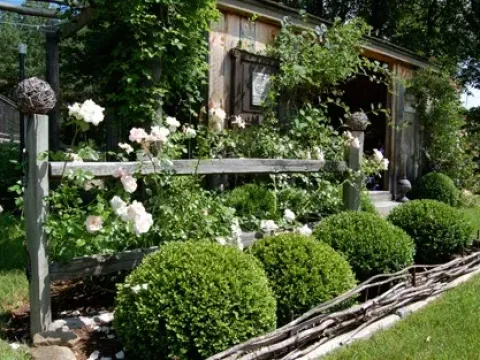 Boxwood hybrid