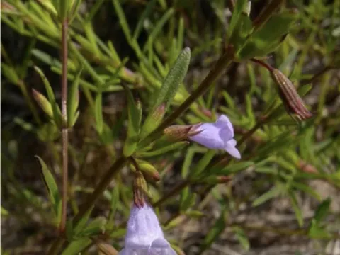 Wild basil