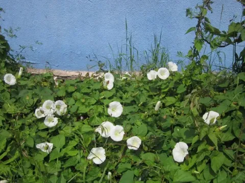 Hybrid bindweed