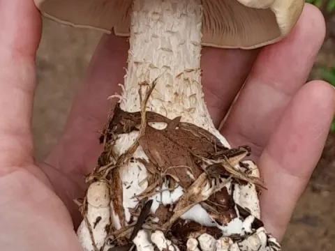 Macrocybe