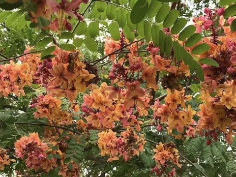 Cassia hybrids