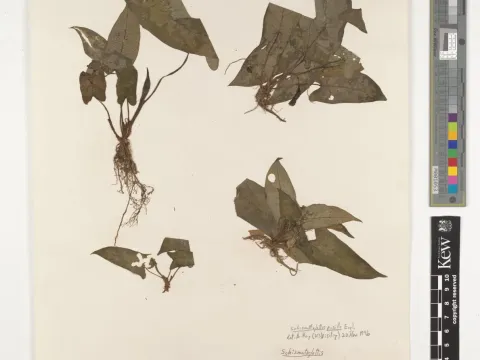 Schismatoglottis pusilla