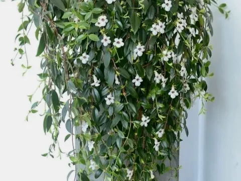 Codonanthe