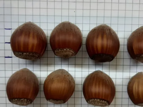 Hybrid Hazelnut