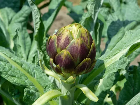 Artichoke hybrids
