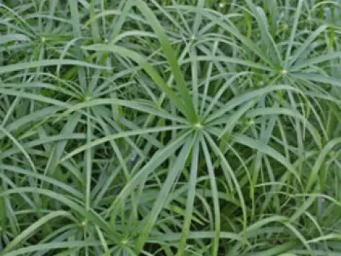 Hybrid sedge