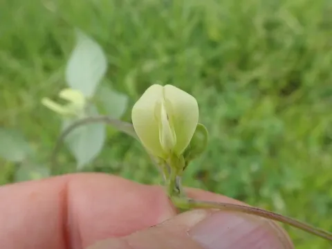 Macrotyloma