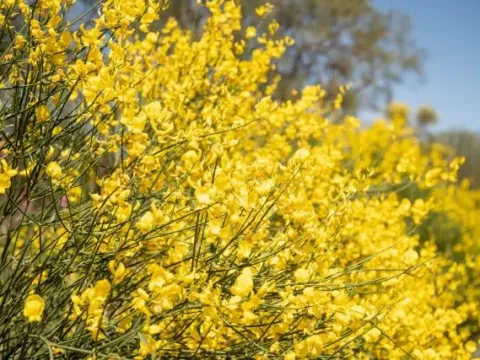 Hybrid broom