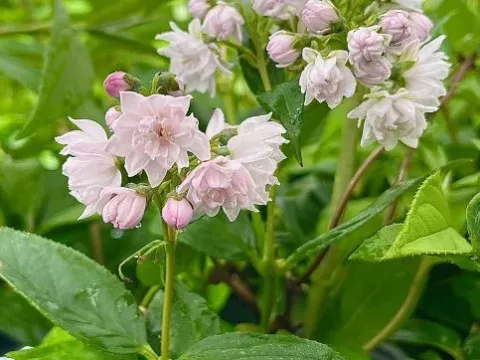 Deutzia hybrids