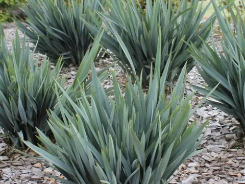 Dianella