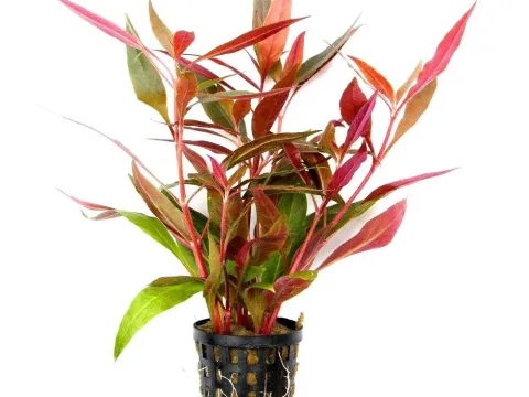 Alternanthera