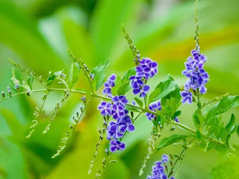 Duranta