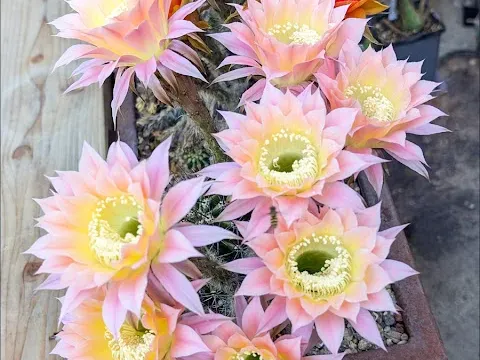 Echinocactus hybrids