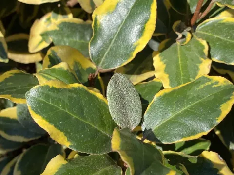Elaeagnus hybrid