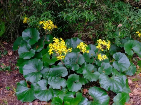Farfugium hybrids
