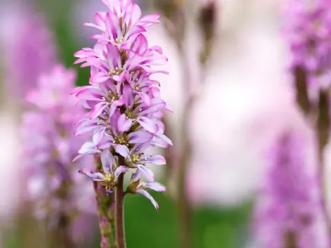 Francoa hybrids