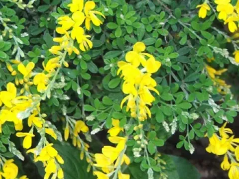 Hybrid broom