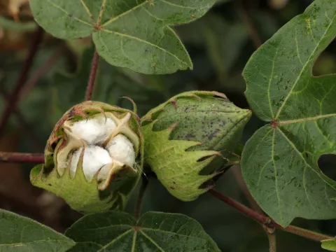 Hybrid cotton