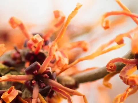 Hamamelis hybrid